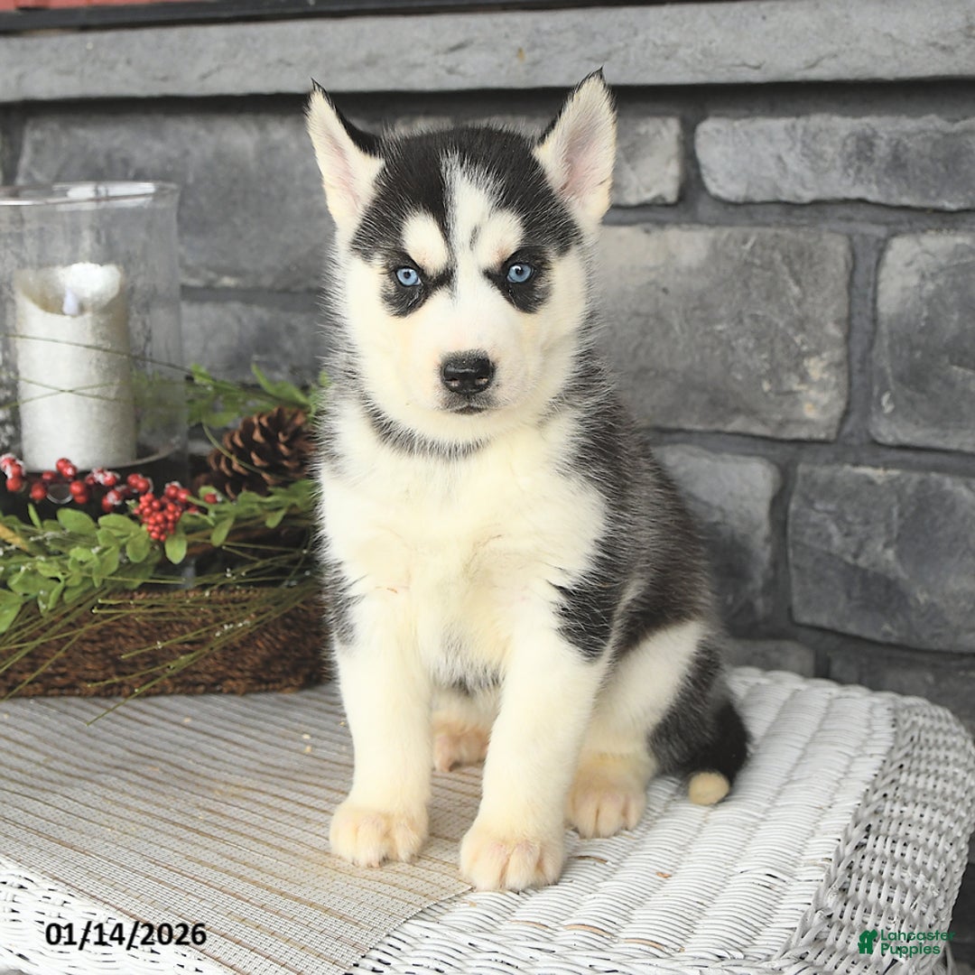 Siberian Husky dogs for sale: Gabby - Ad 2