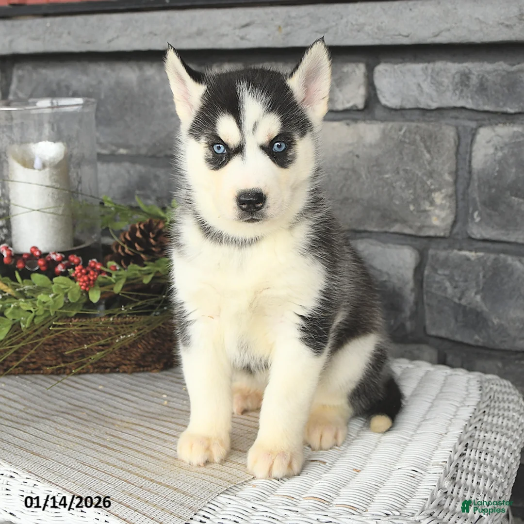 Siberian Husky dogs for sale: Gabby - Ad 2