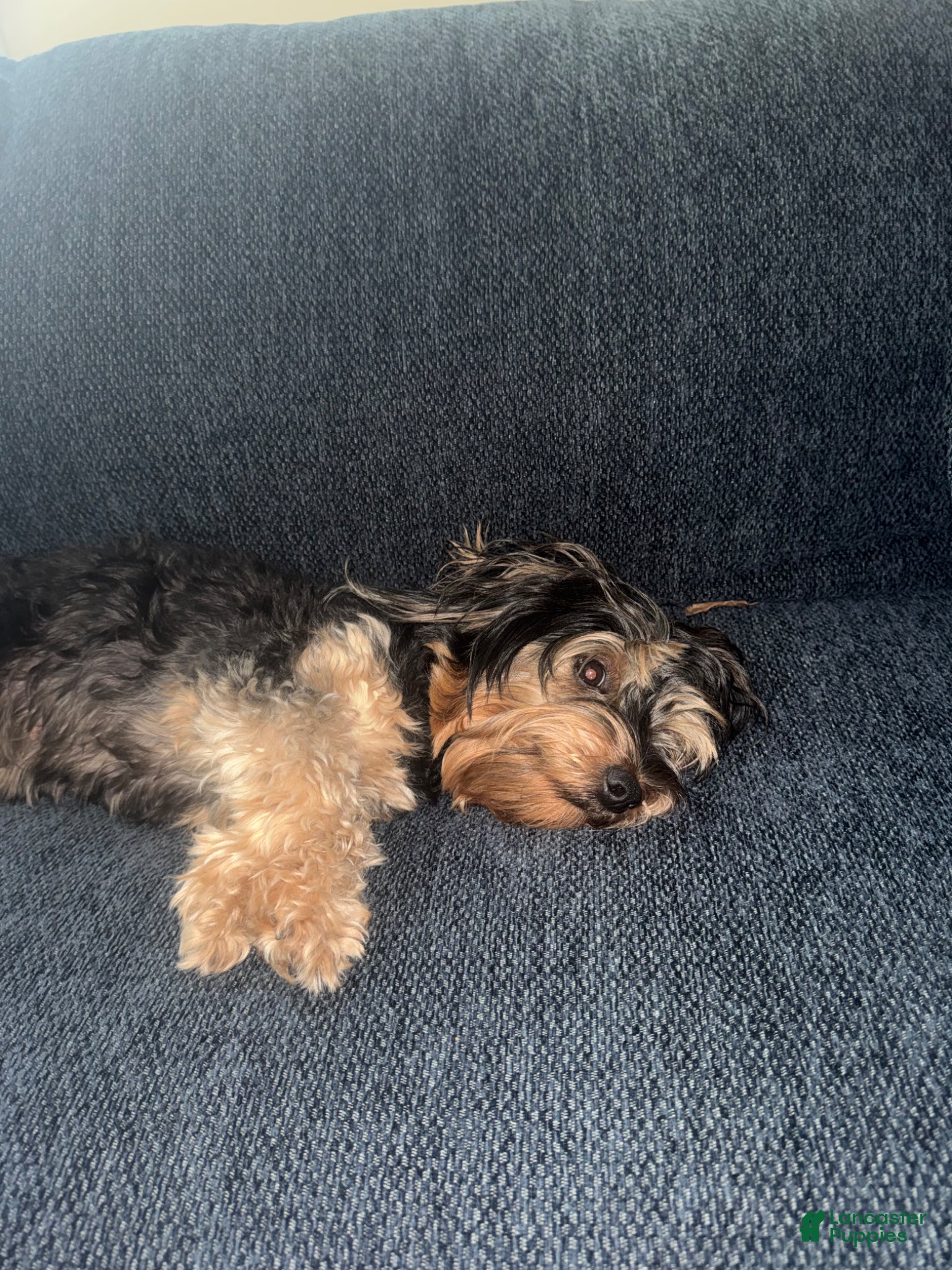 Yorkshire Terrier dogs for sale: Yorkshire Terrier Puppy 1 - Ad 2