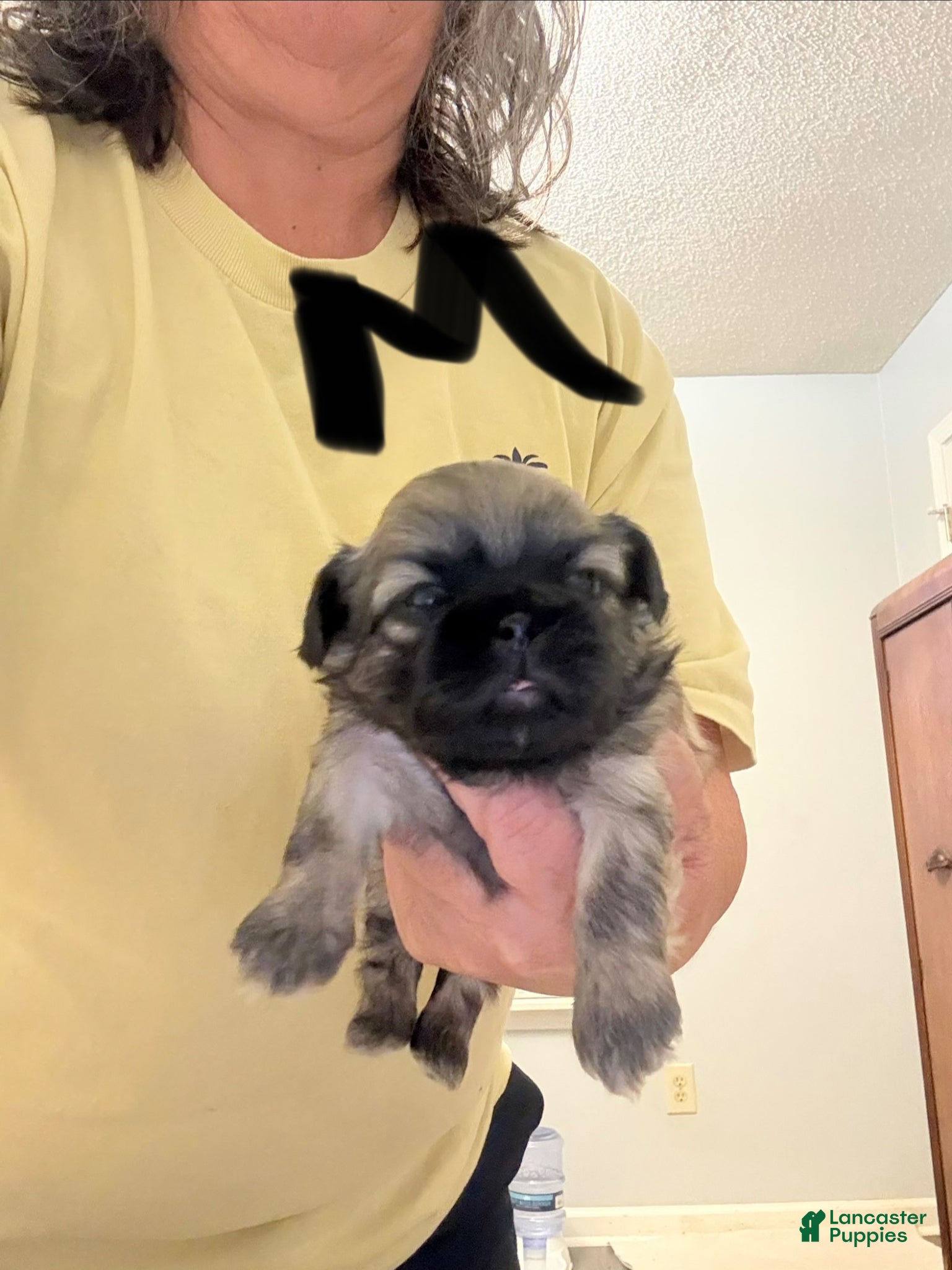 Shih Tzu dogs Shih Tzu Puppy 1 - Ad 7