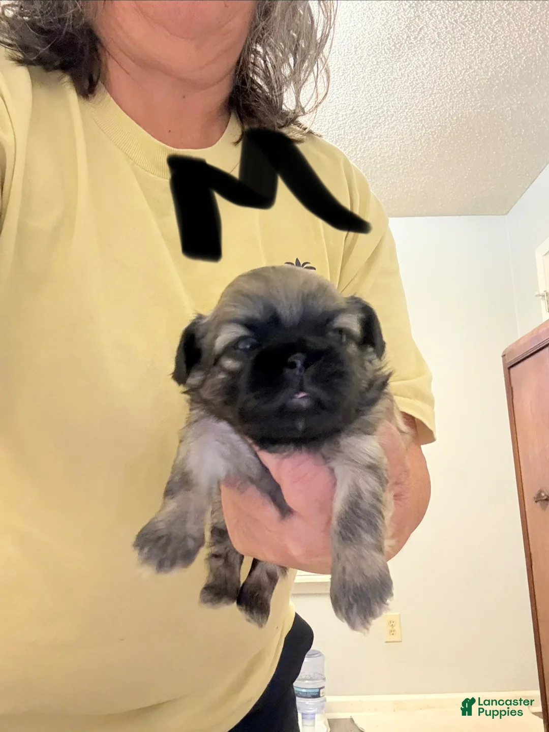 Shih Tzu dogs for sale: Shih Tzu Puppy 1 - Ad 1
