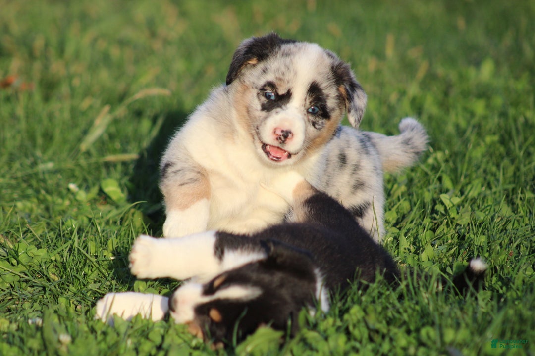 Mixed Breed dogs for sale: Arlo - Ad 1