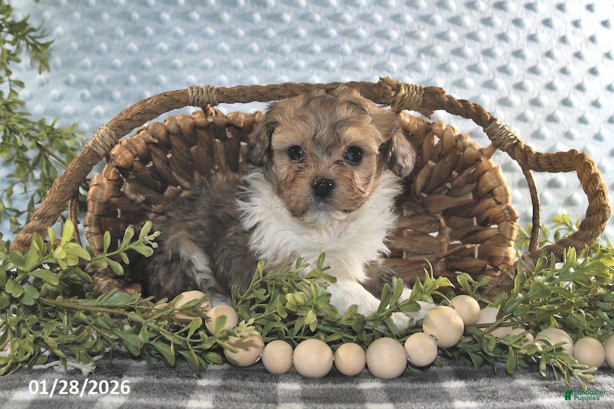 Havapoo dogs Everett - Ad 21