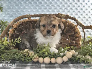 Havapoo dogs Everett - Ad 21