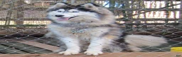 Siberian Husky dogs for sale: Wooly Leo - Ad 3