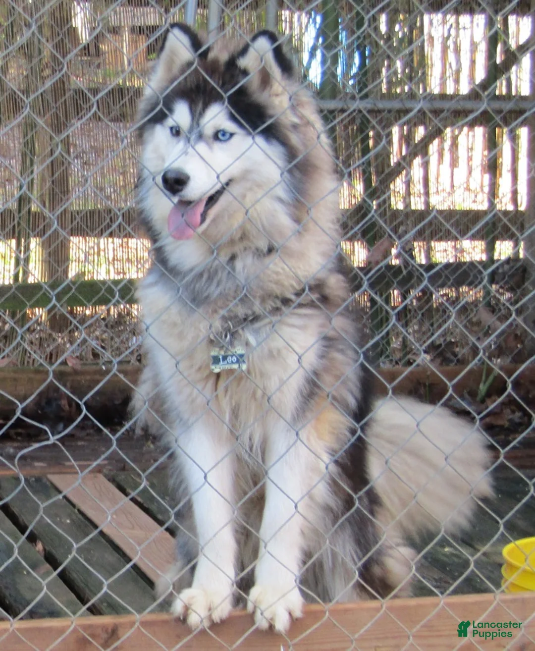 Siberian Husky dogs for sale: Wooly Leo - Ad 3