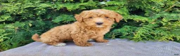 Mini Bernedoodle dogs for sale: Dallas - Ad 1