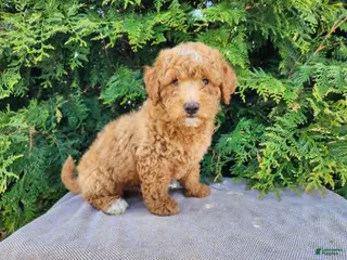 Mini Bernedoodle dogs Dallas - Ad 31