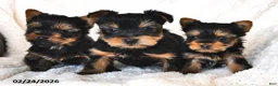 Yorkshire Terrier dogs for sale: Dewey - Ad 3