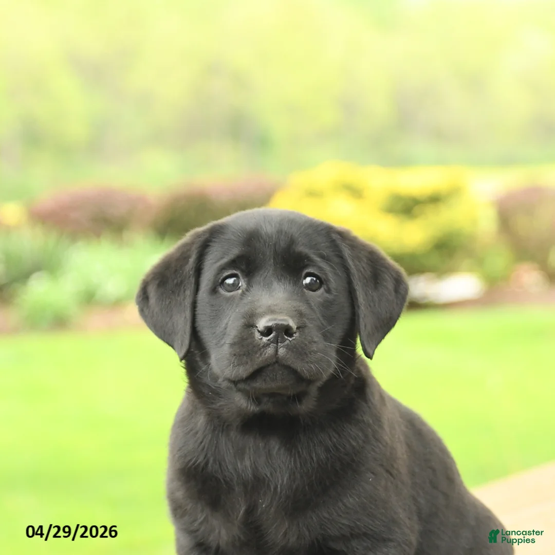 Labrador Retriever dogs for sale: Bella   - Ad 5