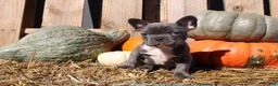 Mixed Breed dogs for sale: Theo - Ad 9