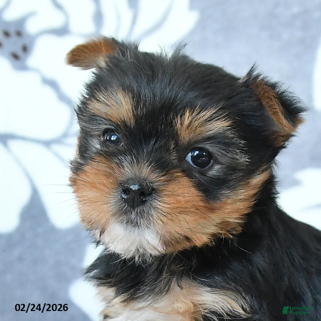 Yorkshire Terrier dogs for sale: Duchess - Ad 3