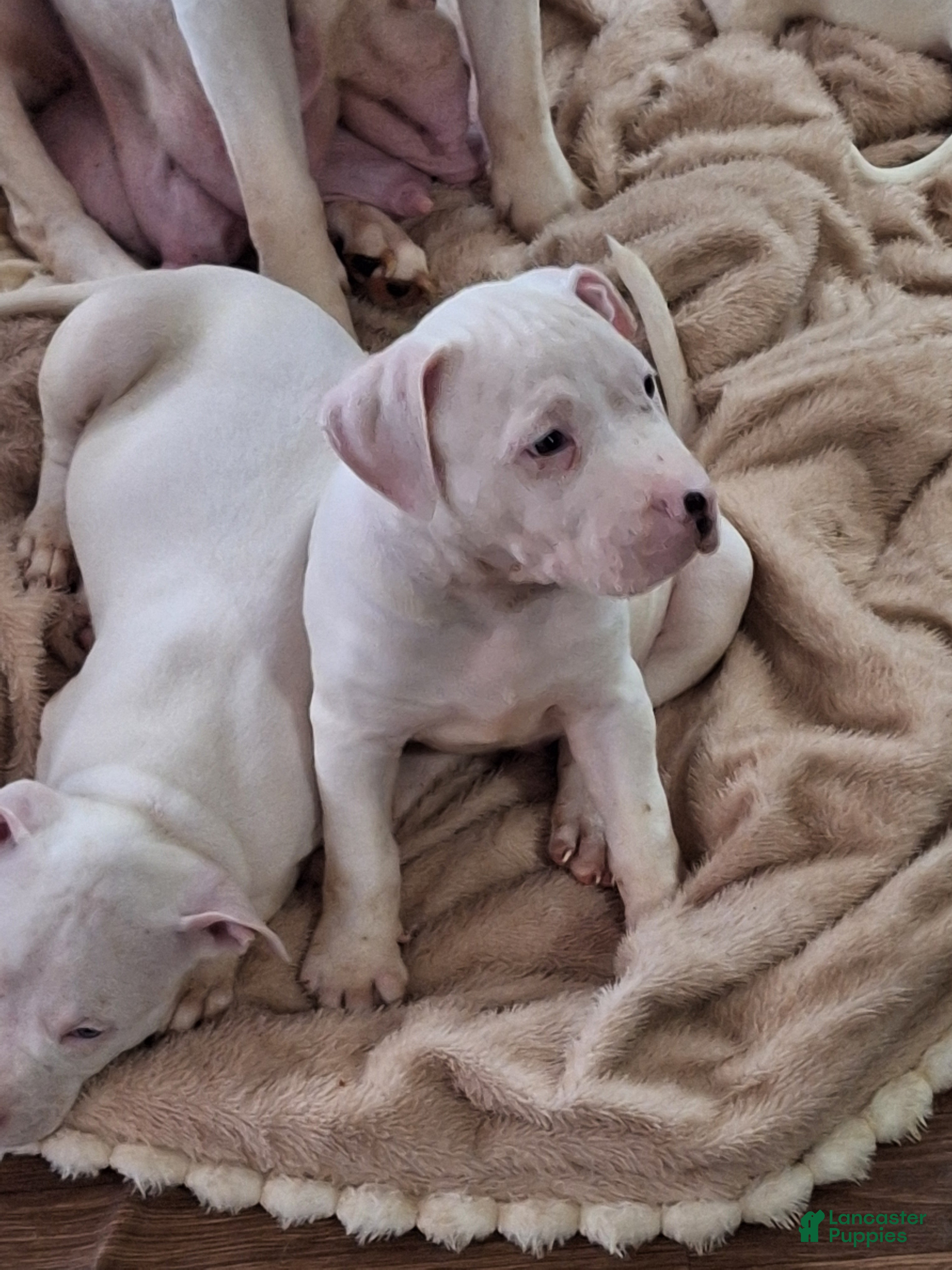 American Pit Bull Terrier dogs American Pit Bull Terrier 1 - Ad 2