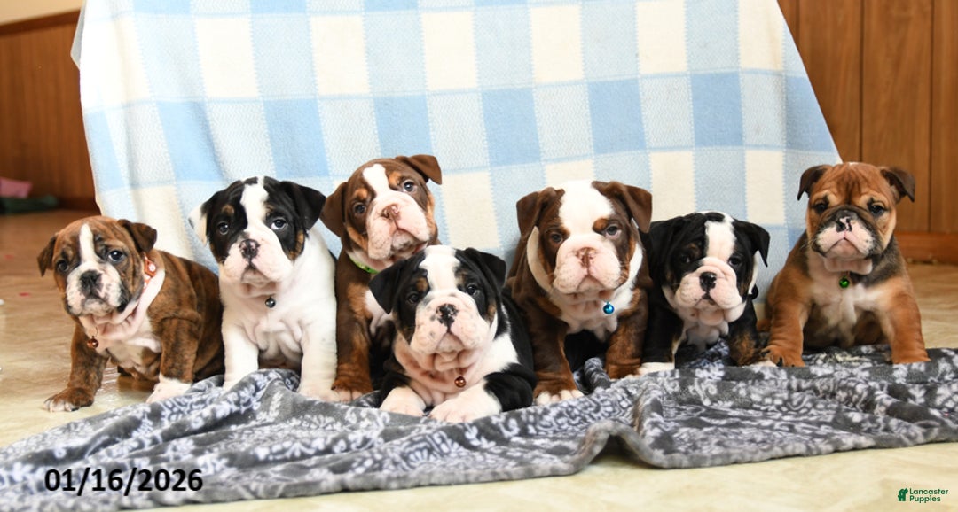 English Bulldog dogs for sale: Sunshine - Ad 4