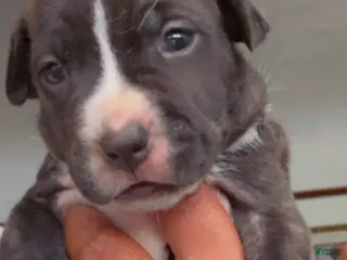 American Pit Bull Terrier dogs Mickey - Ad 40
