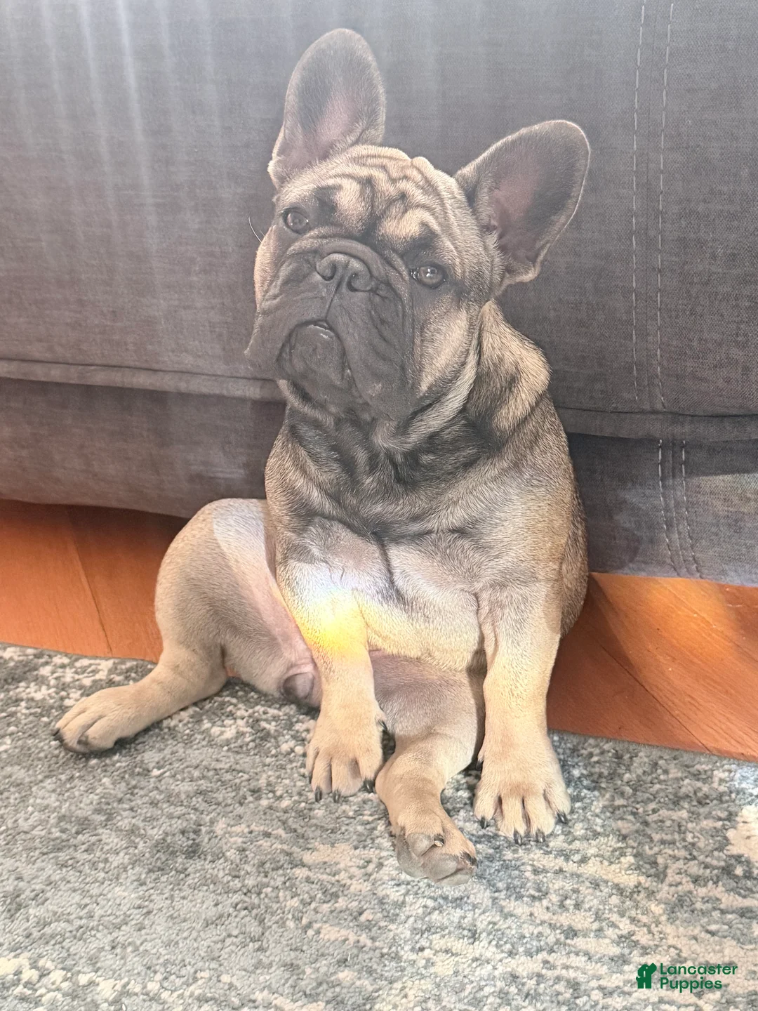 French Bulldog dogs for sale: Liza - Ad 2