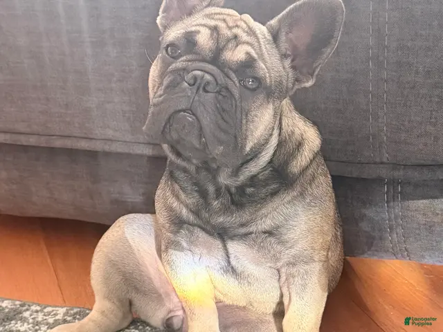 French Bulldog dogs for sale: Liza - Ad 2