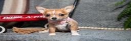 Chihuahua dogs for sale: Chester - Ad 3