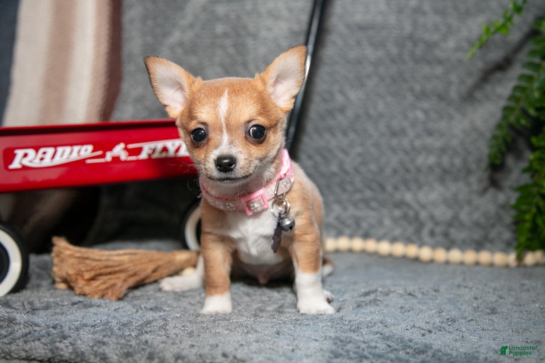 Chihuahua dogs for sale: Chester - Ad 3