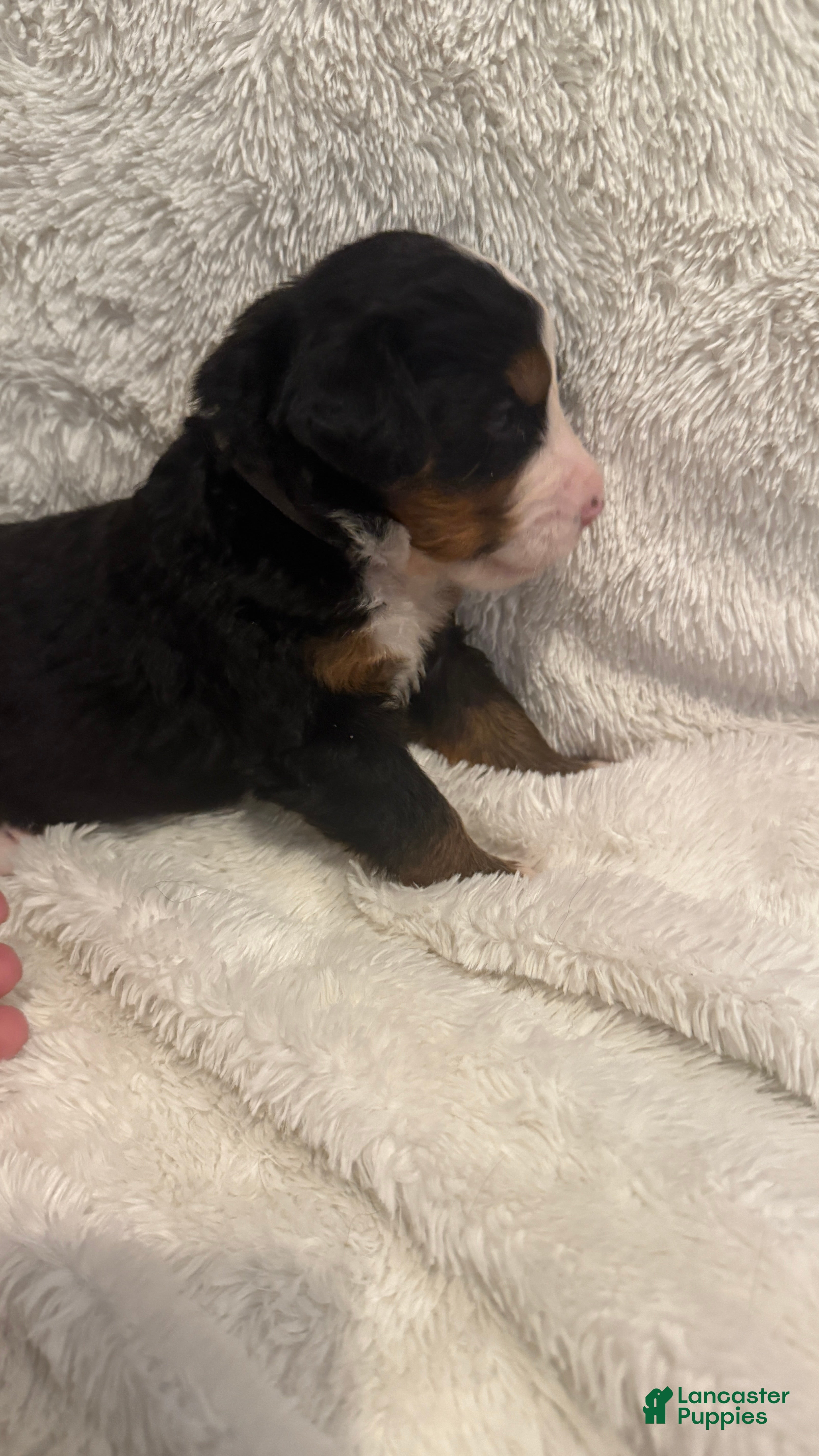 Bernese Mountain Dog dogs Grey Boy - Ad 2