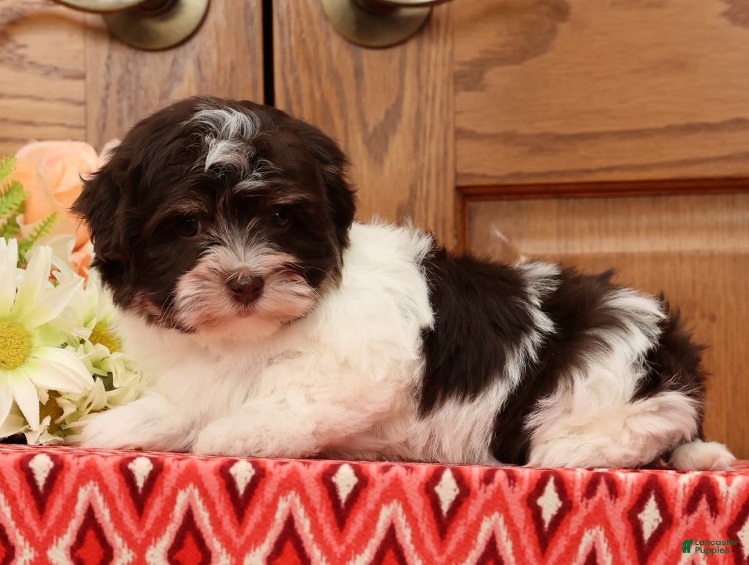 Havanese dogs for sale: Zoey - Ad 6