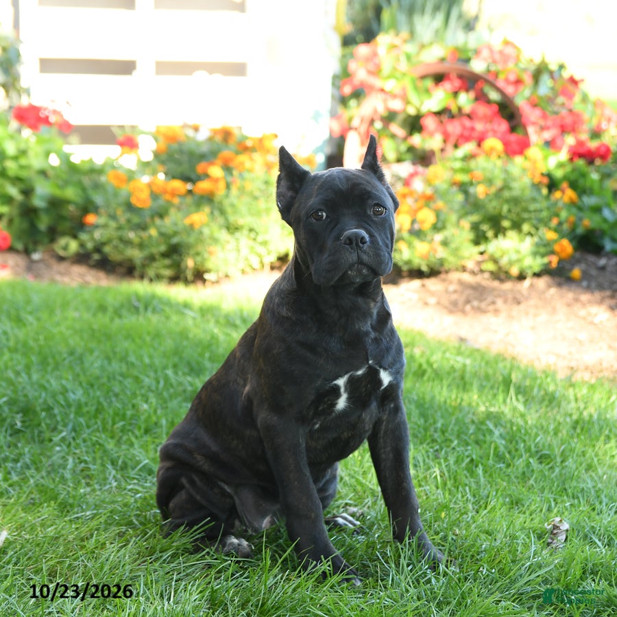 Cane Corso dogs for sale: Diamond  - Ad 1
