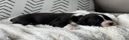 Boxer dogs for sale: Dozer - Ad 7