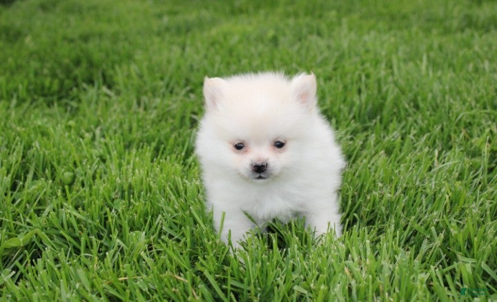 Pomeranian dogs Cooper  - Ad 1