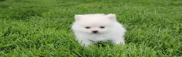 Pomeranian dogs for sale: Cooper  - Ad 1