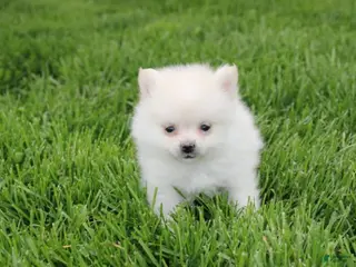 Pomeranian dogs for sale: Cooper - Ad 3