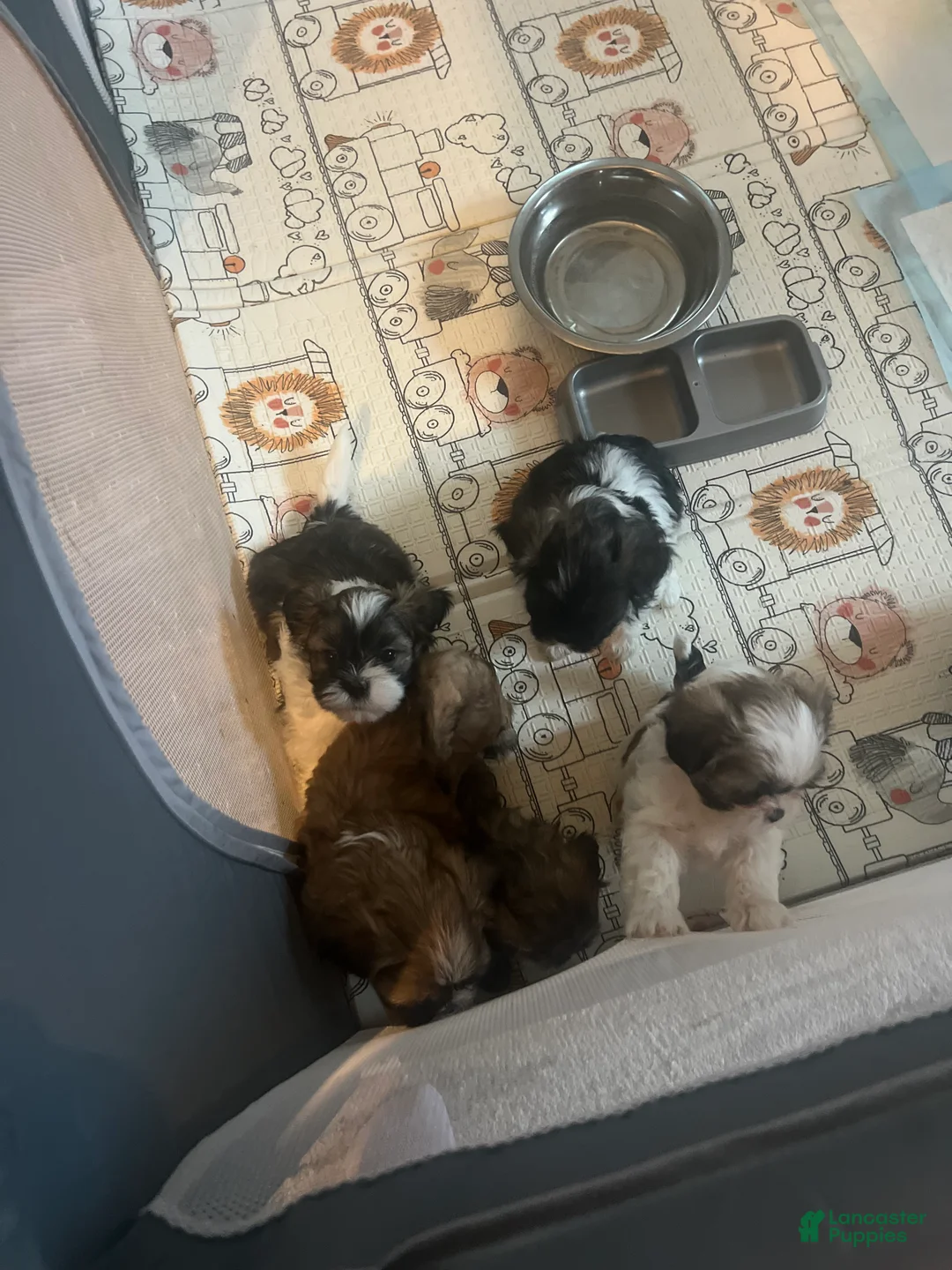 Shih Tzu dogs for sale: Shih Tzu Puppy 3 - Ad 1