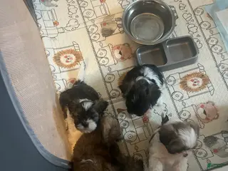 Shih Tzu dogs Shih Tzu Puppy 3 - Ad 6
