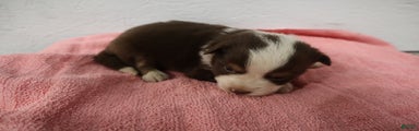 Miniature Australian Shepherd Puppy 4