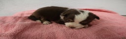 Miniature Australian Shepherd dogs for sale: Miniature Australian Shepherd Puppy 4 - Ad 1
