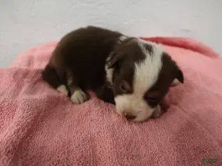 Miniature Australian Shepherd dogs Miniature Australian Shepherd Puppy 4 - Ad 20