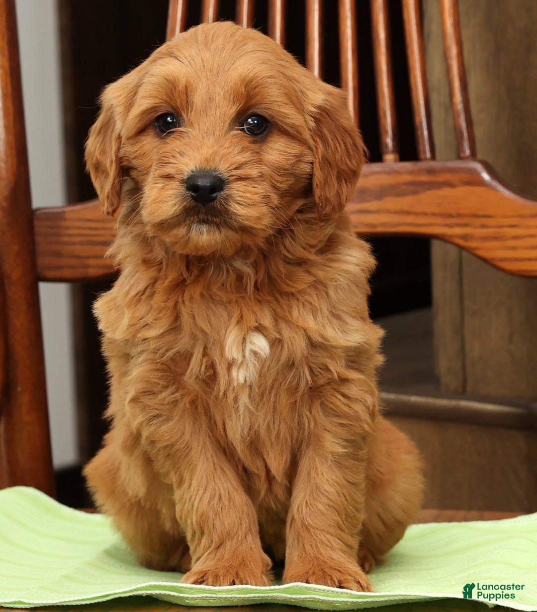 Mini Goldendoodle dogs for sale: Piper - Ad 9
