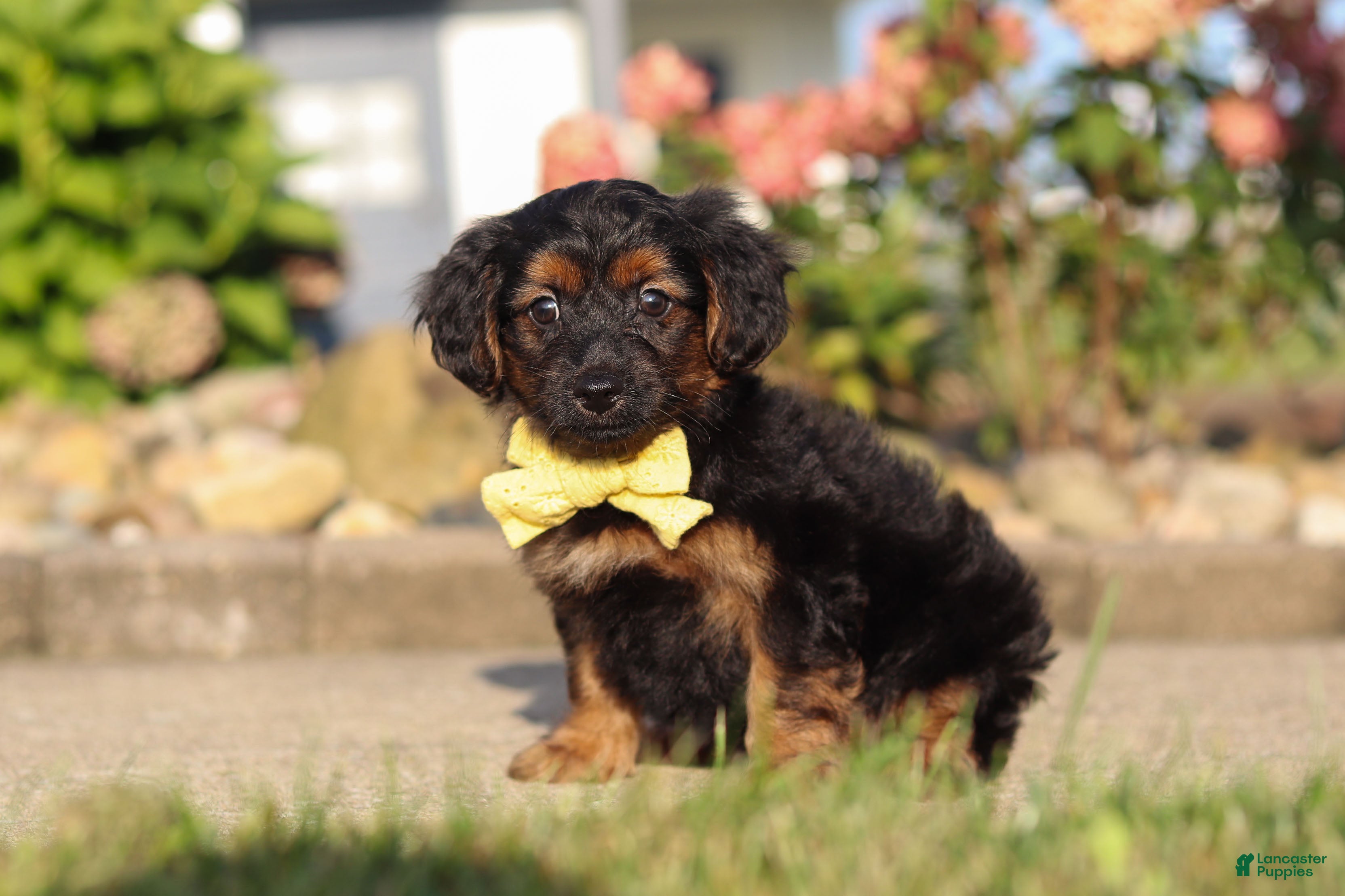 Yorkiepoo dogs Patter - Ad 2