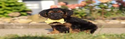 Yorkiepoo dogs for sale: Patter - Ad 2