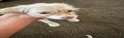 Mixed Breed dogs for sale: Mixed Breed 1 - Ad 9
