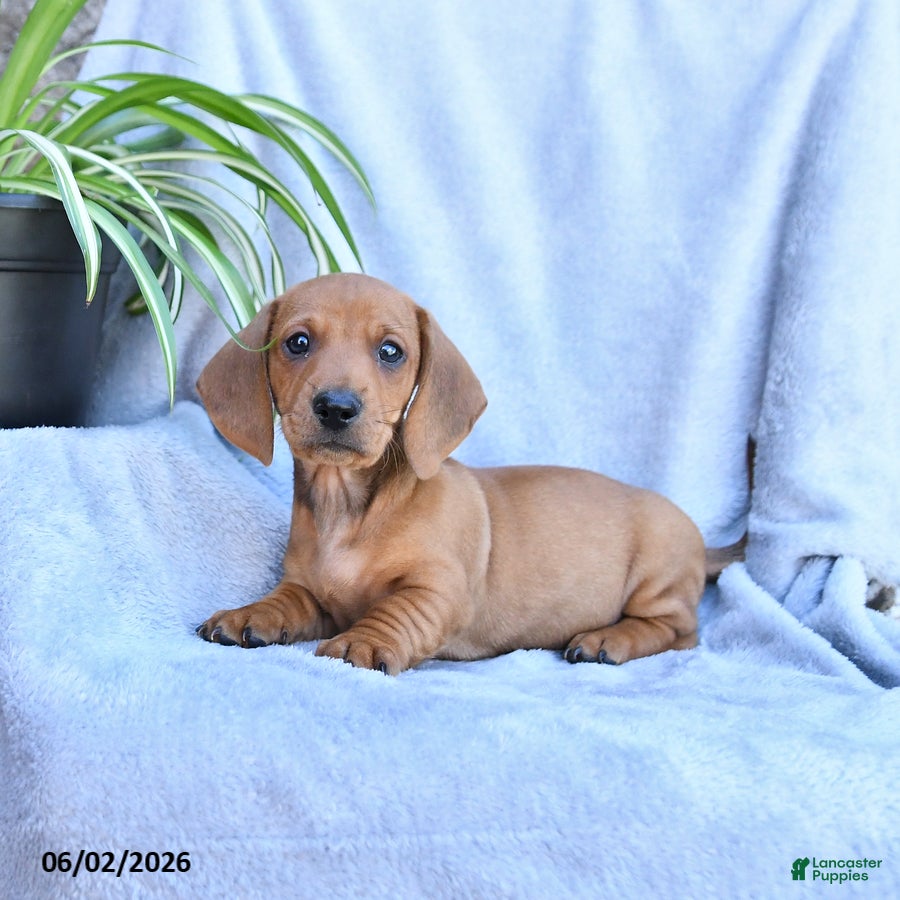 Miniature Dachshund dogs Buster - Ad 1