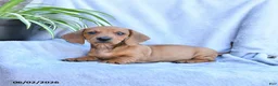 Miniature Dachshund dogs for sale: Buster - Ad 1