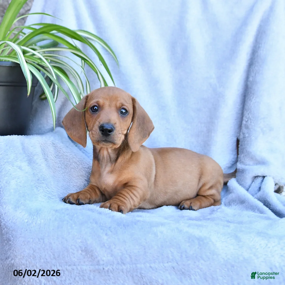 Miniature Dachshund dogs for sale: Buster - Ad 1