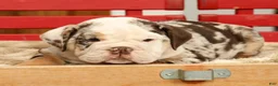 English Bulldog dogs for sale: Gherkin - Ad 9