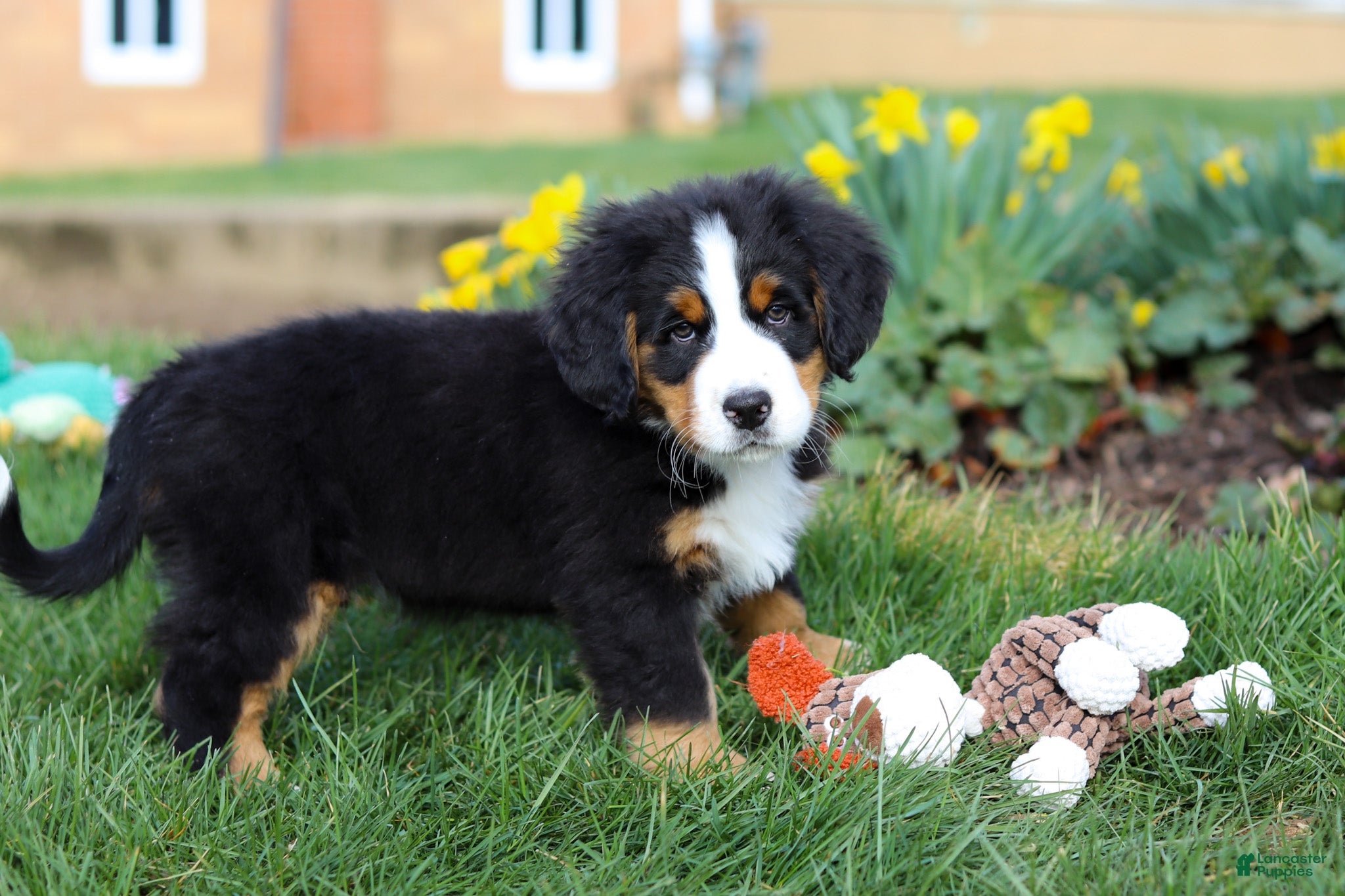 Bernese Mountain Dog dogs Tucker - Ad 1