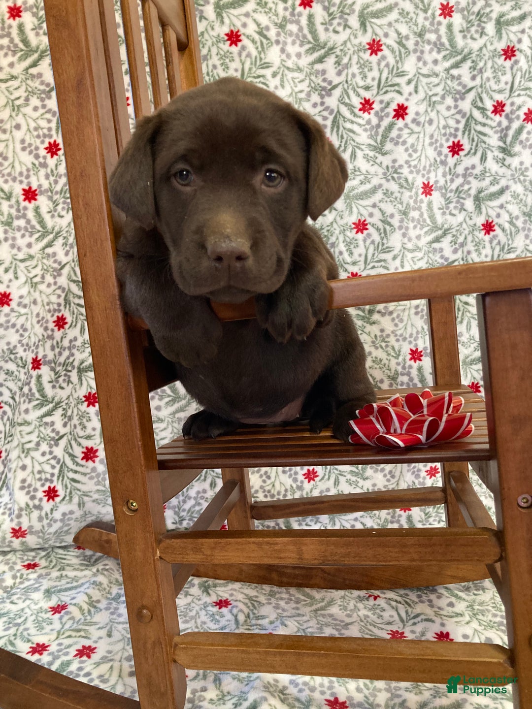 Labrador Retriever dogs for sale: Molly - Ad 1