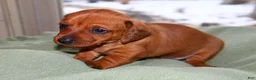 Miniature Dachshund dogs for sale: Copper - Ad 7