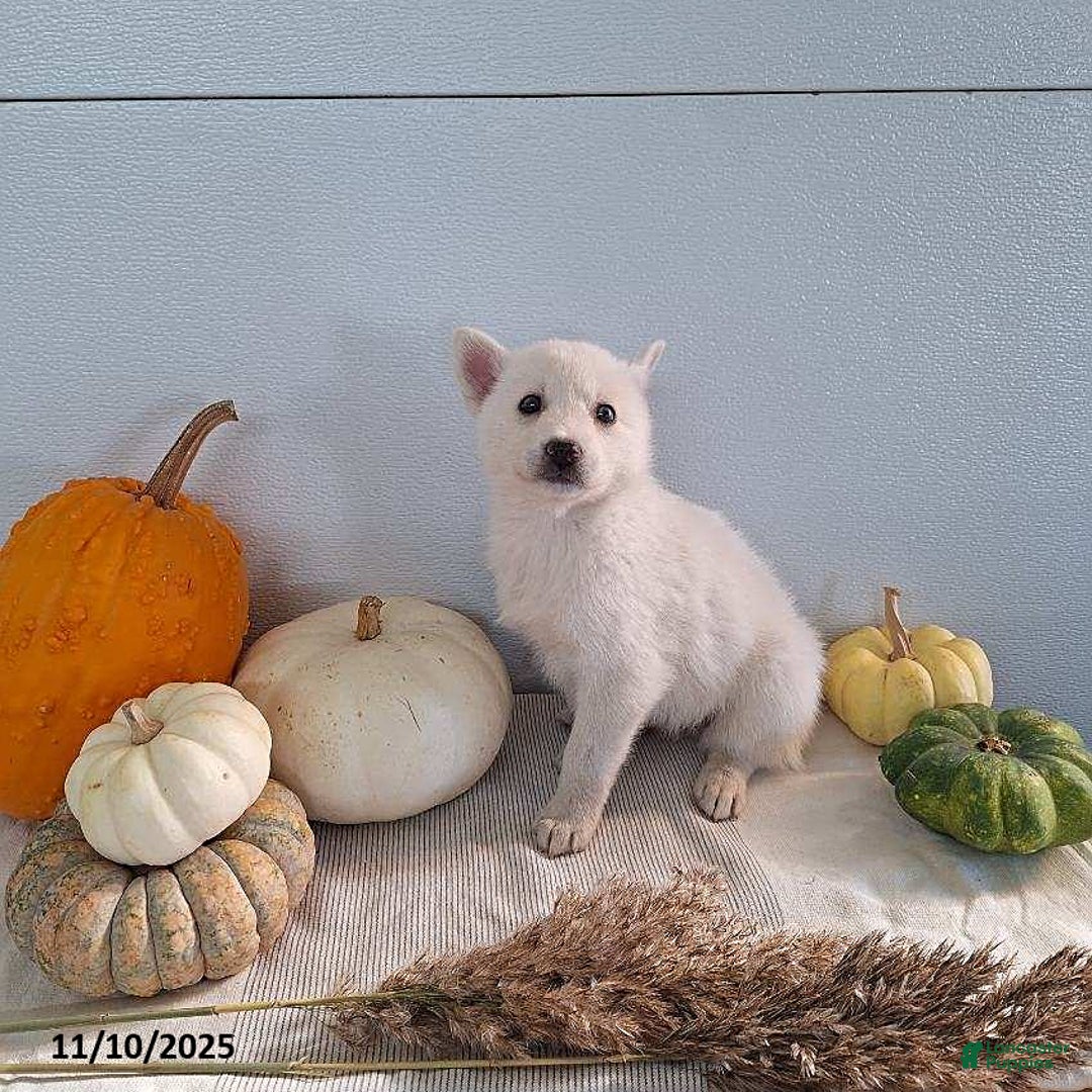 Pomsky dogs for sale: Jana - Ad 3