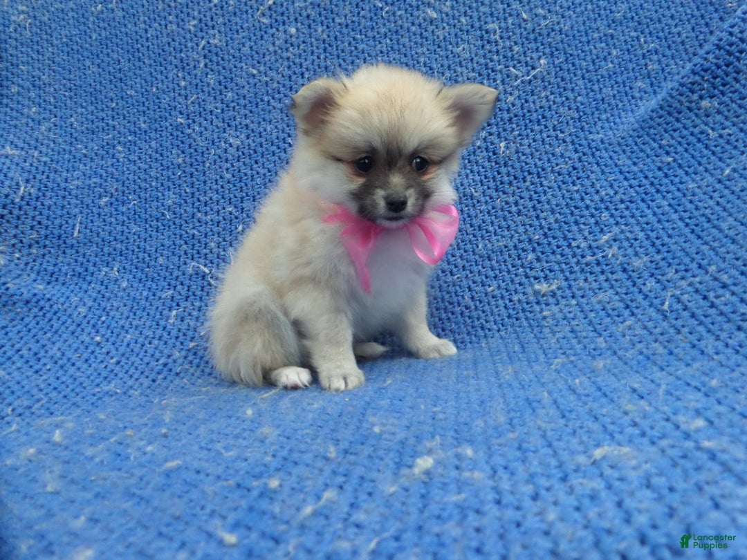 Pomeranian dogs for sale: Kora - Ad 1