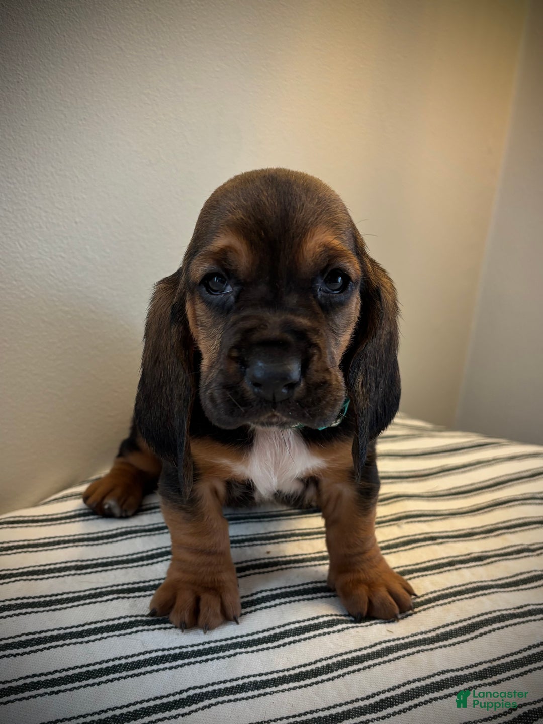 Basset Hound dogs for sale: Cindy Lou - Ad 2