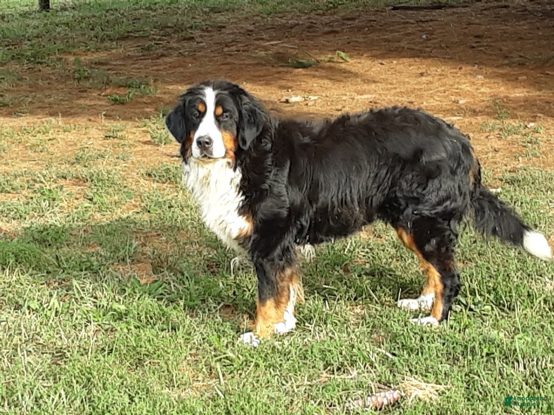 Bernedoodle dogs for sale: Storm - Ad 4